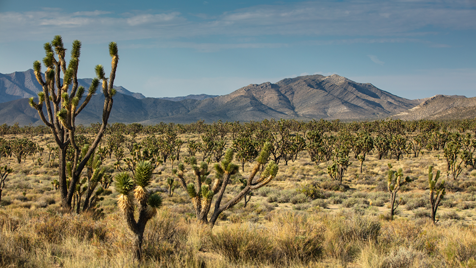 <p>Mojave National Preserve in California has come under threat from increased energy extraction. </p>